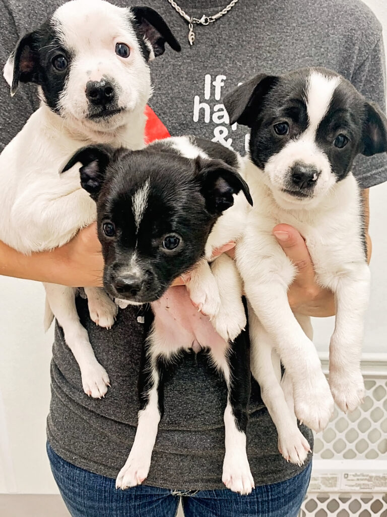 Puppies for adoption at Headwaters Animal Shelter